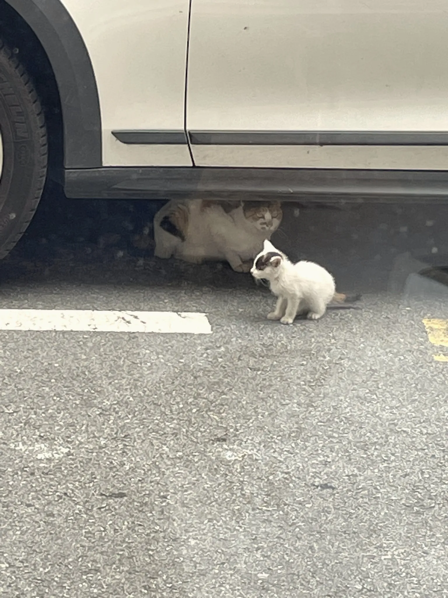 A pet rabbit on a leash on a Seoul street